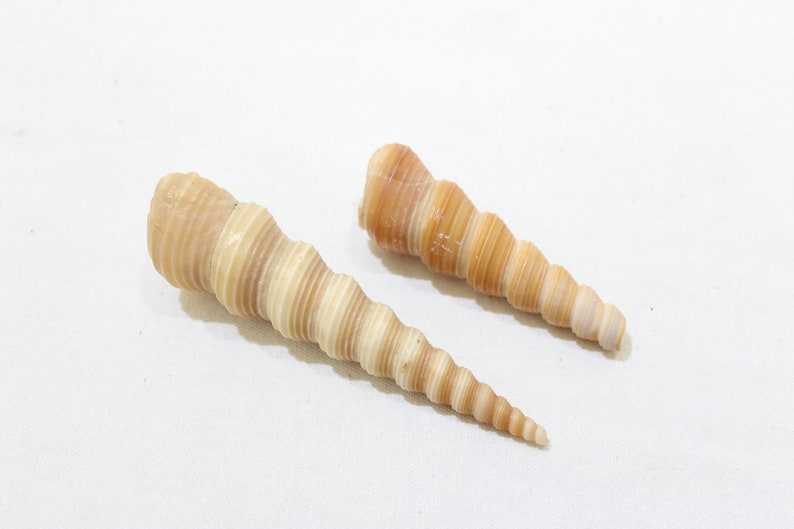Ocean Nautical Clam Seashells Beach House Decor 16 Shells Vintage Collection of Tan Shells