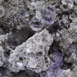 May include: A mineral specimen featuring clusters of translucent, light purple, cubic fluorite crystals embedded within a dark, textured, granular matrix. The surface is covered in fine, needle-like crystalline formations that contrast with the smooth, geometric facets of the purple fluorite.