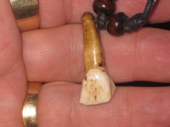 Real horse tooth surfers necklace, adjustable.