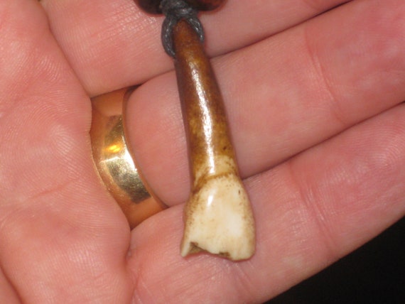 Real horse tooth surfers necklace, adjustable.