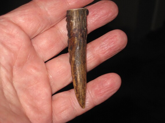 All natural deer antler tip, with adjustable necklace.