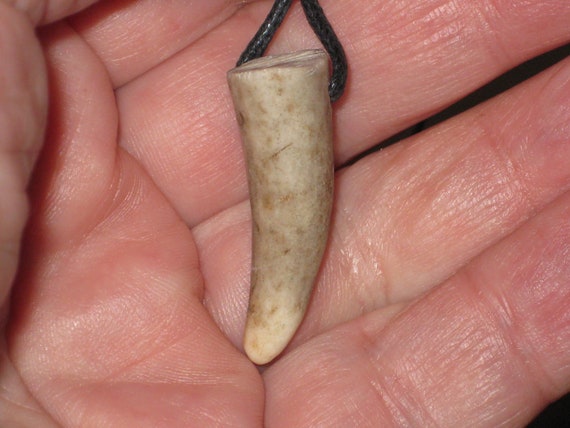 All natural deer antler tip, with adjustable necklace.