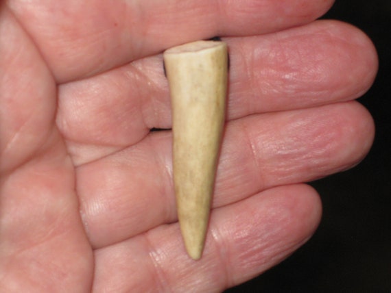 All natural deer antler tip, with adjustable necklace.