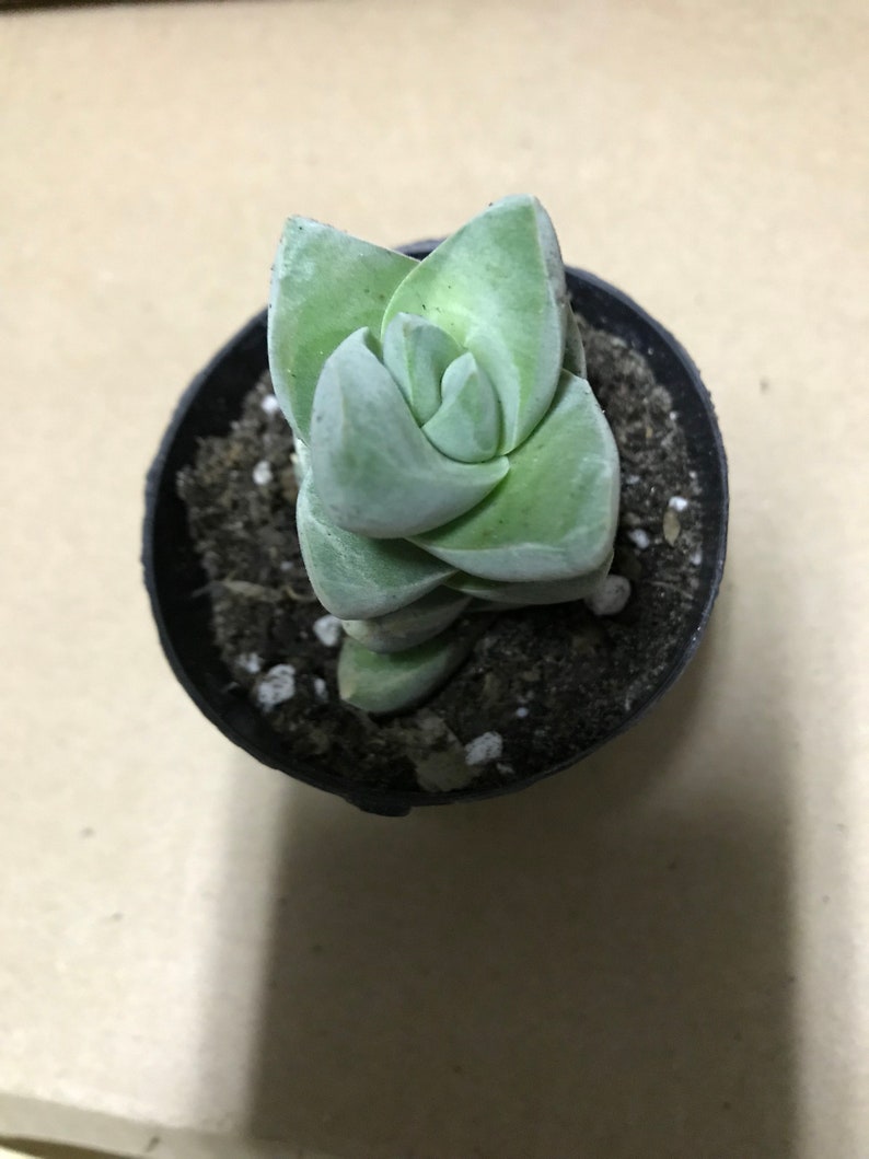 Crassula /'Moonglow/' Succulent
