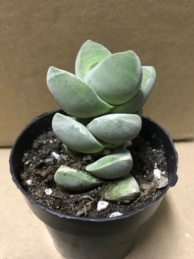 Crassula /'Moonglow/' Succulent