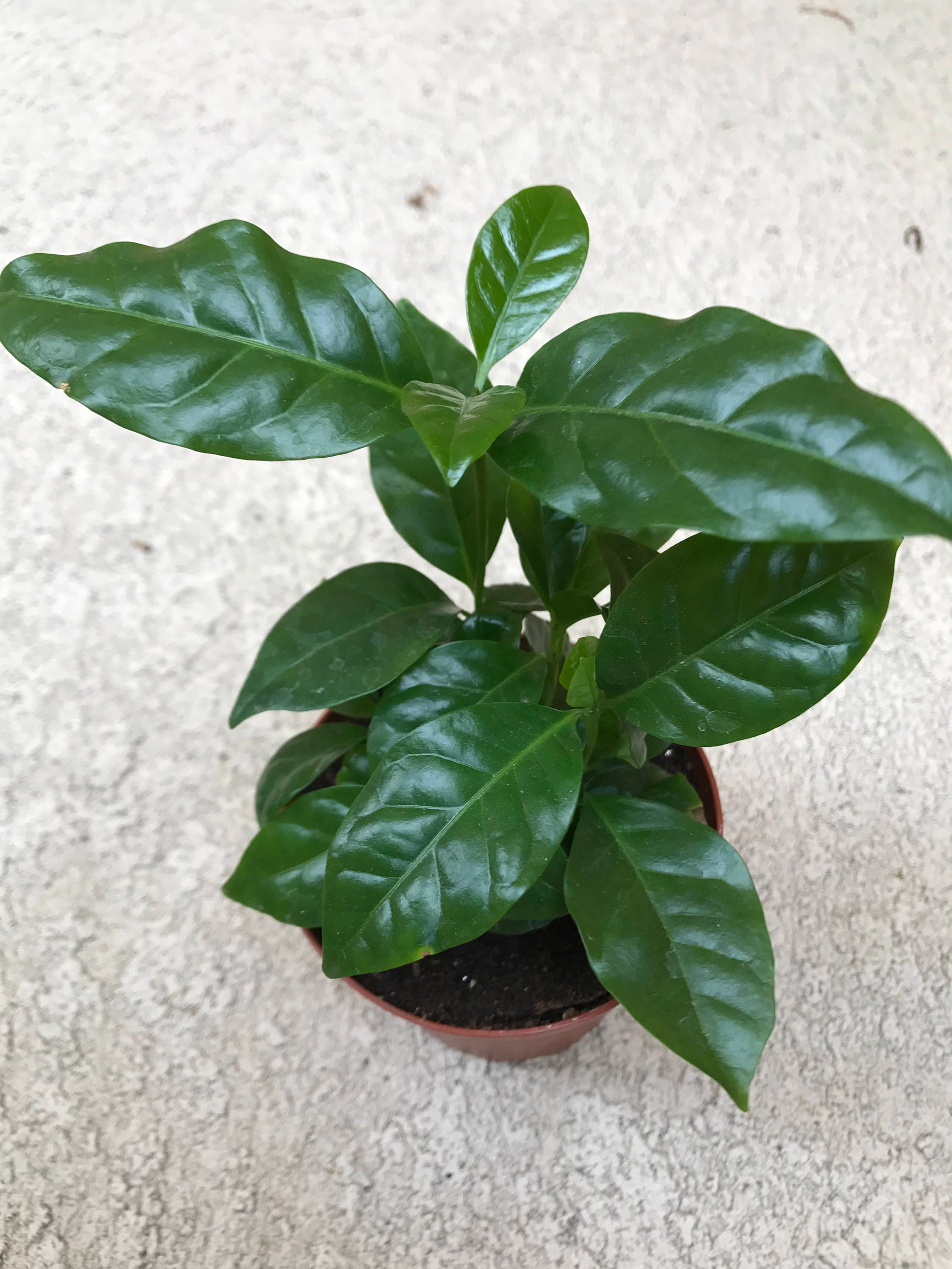 How To Grow Coffee Beans Uk Coffee Bean Plant Easy Grow