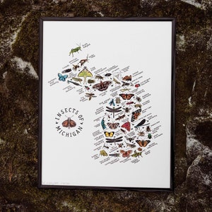 Insects of Michigan Watercolor Art Print