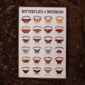 Butterflies of Michigan Watercolor Wall Art Print