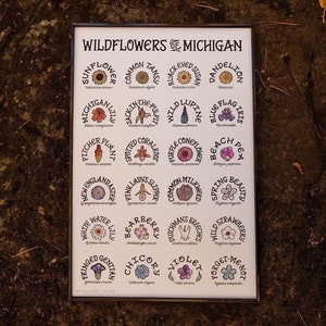 Wildflowers of Michigan Watercolor Wall Art Print