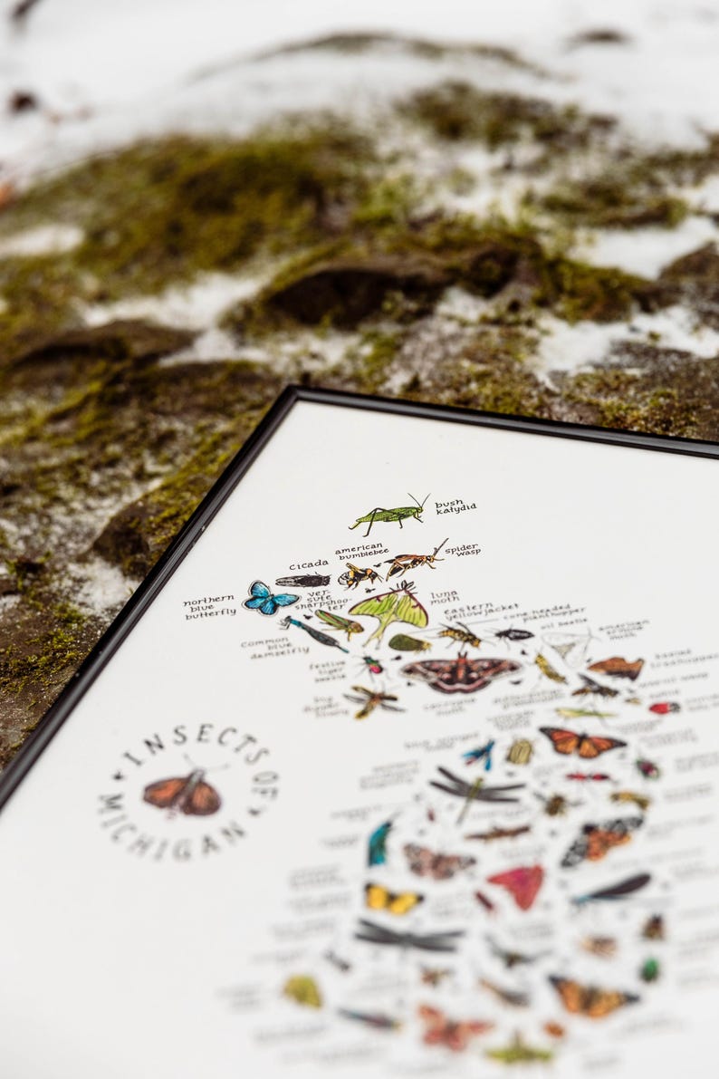 Mi Insects Insects of Michigan Watercolor Art Print - Etsy