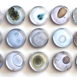 Handmade Parasite Magnets, Vet Tech Gift, Set of 12
