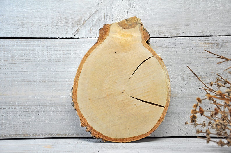 Rondelles en bois de bouleau, 11-13 cm, 15 pièces | acheter en ligne sur buttinette - loisirs créatifs