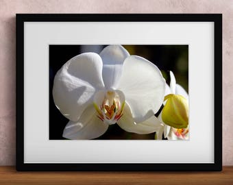 Printable Wall Art White Phalaenopsis Print #WP01, Orchid Decor, Orchid Photo Closeup, Printable Orchid Art, Printable Photo Art