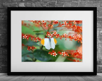 Printable Wall Art Butterfly Print #B05, Butterfly Decor, Butterfly Photo Closeup, Printable Butterfly Art, Printable Photo Art