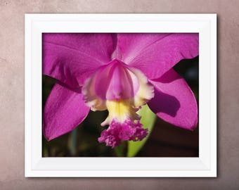 Printable Wall Art Pink Cattleya Print #PC01, Orchid Decor, Orchid Photo Closeup, Printable Orchid Art, Printable Photo Art