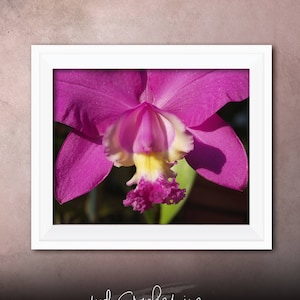 Printable Wall Art Pink Cattleya Print #PC01, Orchid Decor, Orchid Photo Closeup, Printable Orchid Art, Printable Photo Art