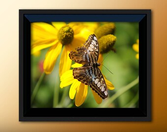Printable Wall Art Butterfly Print #B04, Butterfly Decor, Butterfly Photo Closeup, Printable Butterfly Art, Butterfly Print, Butterfly Print