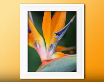 Printable Wall Art Bird of Paradise Print #BOP01, Bird of Paradise Decor, Photo Closeup, Printable Bird of Paradise Art