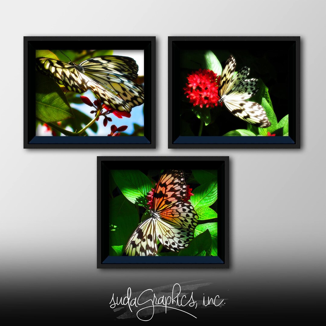 Butterfly Printable Wall Art, Butterfly Decor, Butterfly Series 1 Set ...