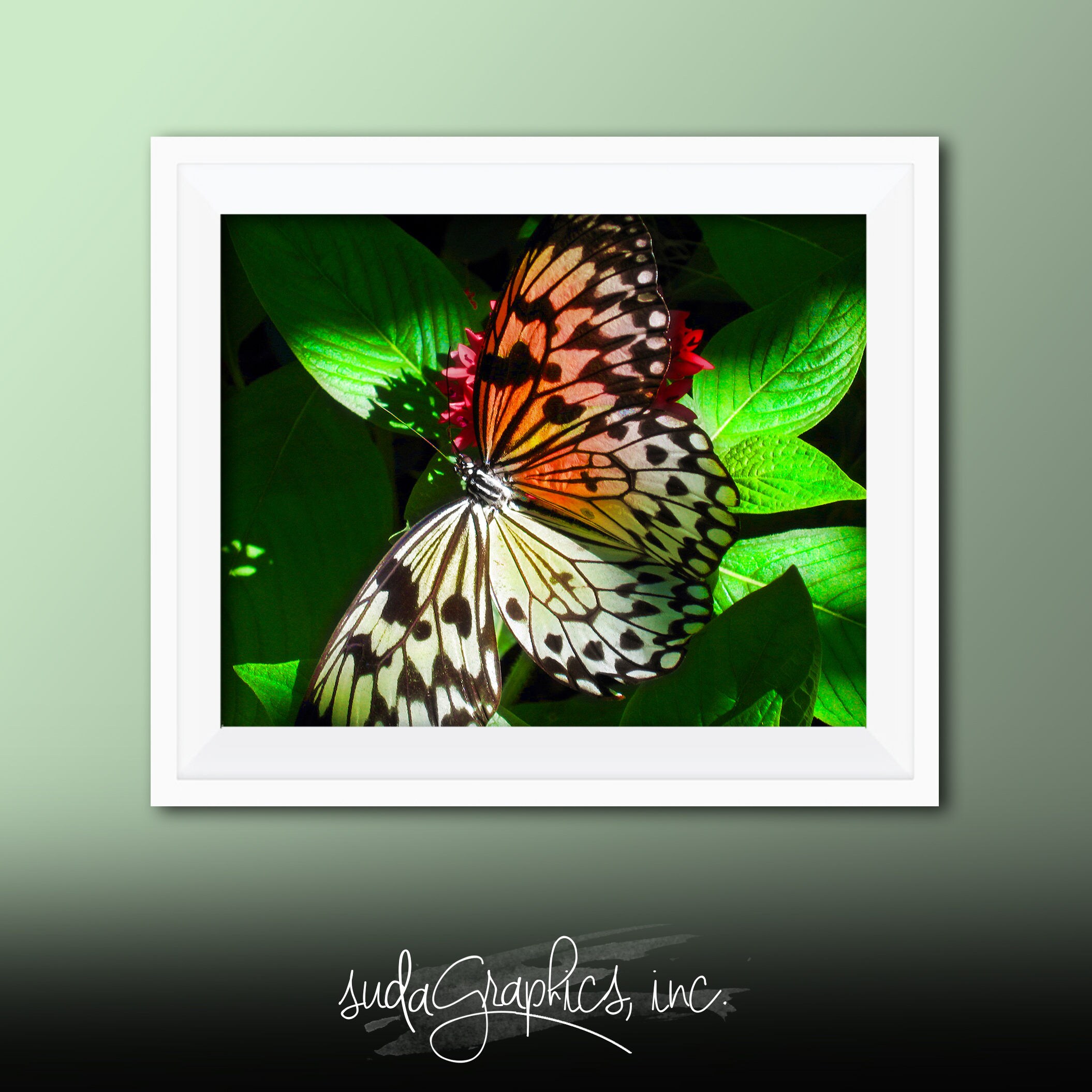Printable Wall Art Butterfly Print B01 Butterfly Decor Etsy