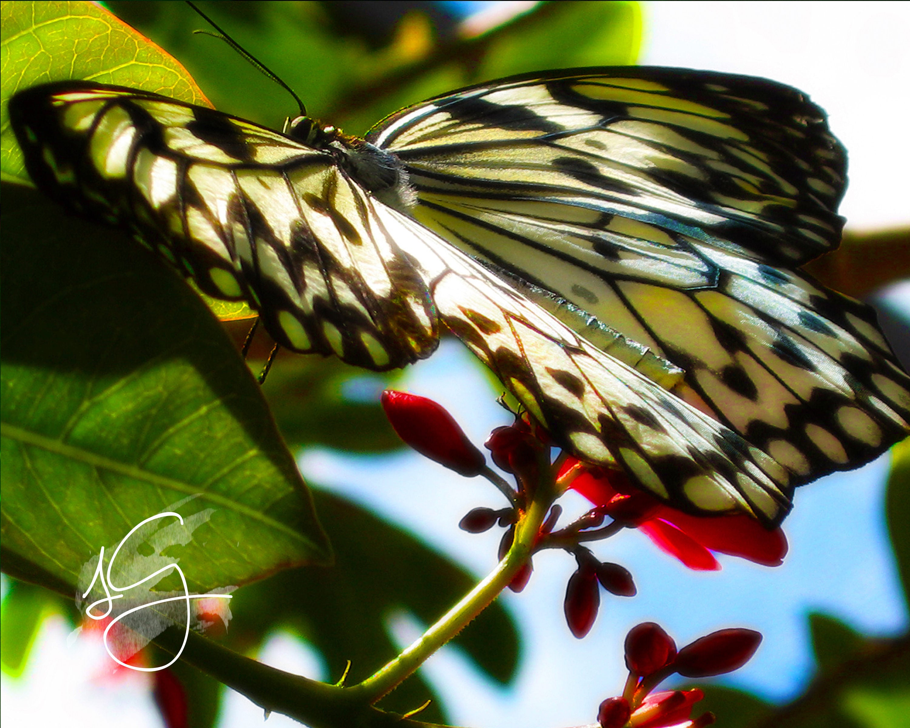 Butterfly Printable Wall Art, Butterfly Decor, Butterfly Series 1 Set ...