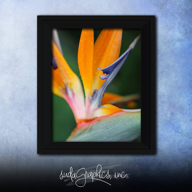 Printable Wall Art Bird of Paradise Print BOP01, Bird of Paradise Decor