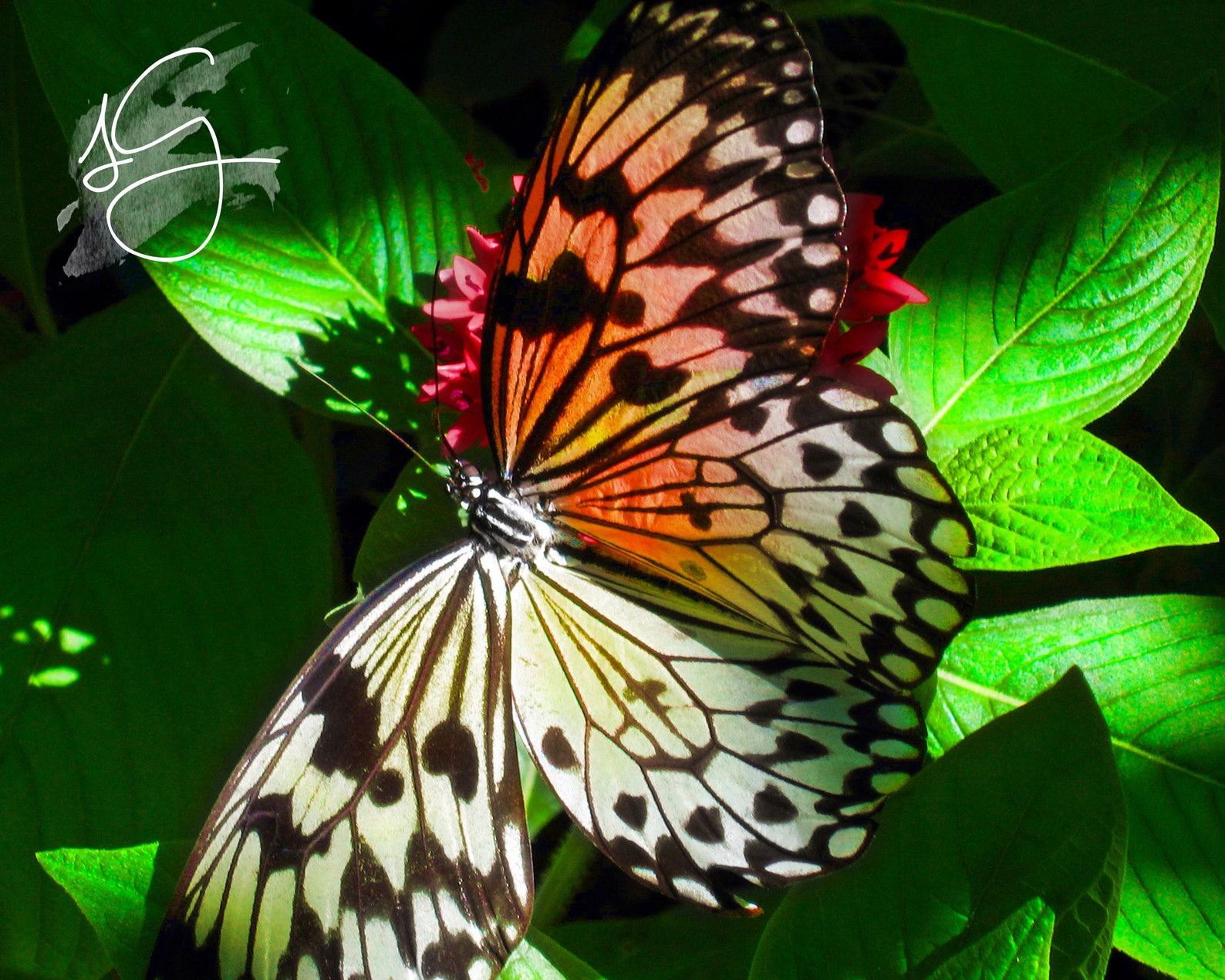 Butterfly Printable Wall Art, Butterfly Decor, Butterfly Series 1 Set of 3 8x10 Photos