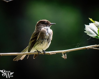 Eastern Phoebe Bird Photo Print
