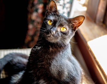 Black Cat Photo Print