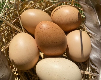 Hollow Light Brown Eggs from Free-Range Hens