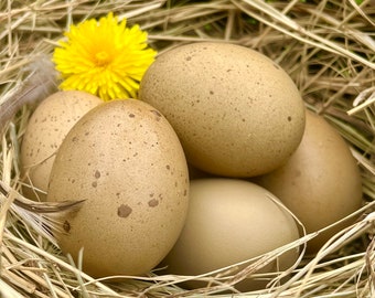 Hollow Olive Eggs from Free-Range Hens
