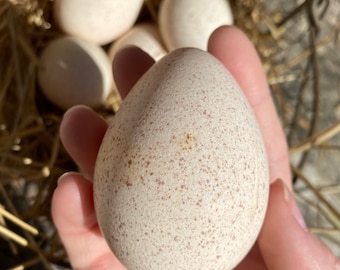 HOLLOW Turkey Eggshells from Free-Range Hens with FREE Shipping (Will NOT Hatch)