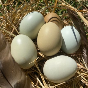 Hollow Blue and Green Eggs from Free-Range Hens with FREE Shipping