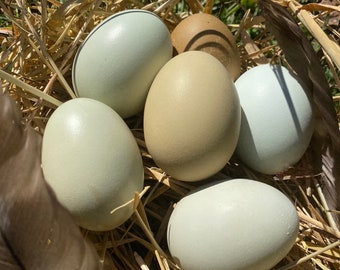 Hollow Blue and Green Eggs from Free-Range Hens with FREE Shipping