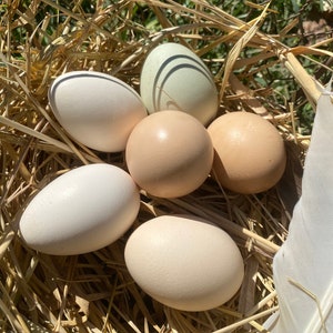 Hollow Small Bantam Eggs from Free-Range Hens with FREE Shipping