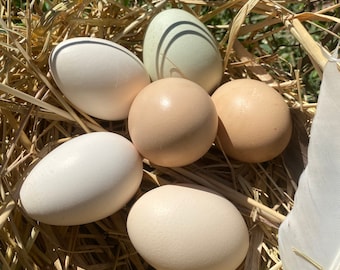 Hollow Small Bantam Eggs from Free-Range Hens