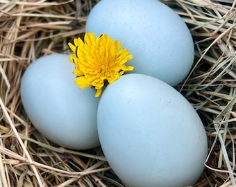 Hollow Blue Eggshells from Free-Range Hens