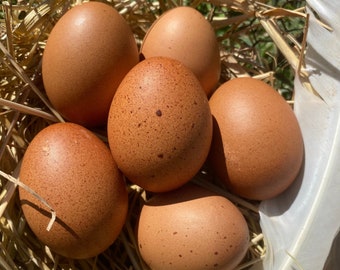 Hollow Dark Brown Eggs from Free-Range Hens