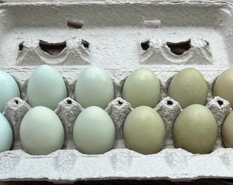 Hollow Blue and Green Eggs from Free-Range Hens
