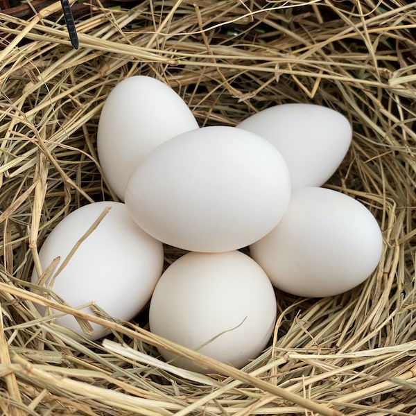 Hollow White Eggs from Free-Range Hens