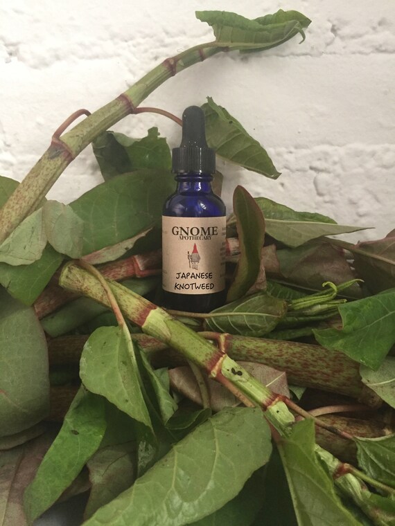 Japanese Knotweed Tincture Polygonum cuspidatum Organic Etsy