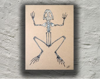 May include: A detailed line drawing of a frog skeleton on a brown paper background.