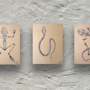 Amphibian Skeleton 3-pack
