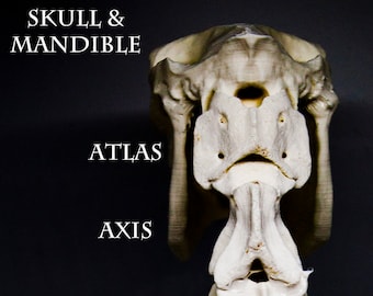 Paardenskelet BONES gemaakt van ABS-kunststof, meerdere maten beschikbaar