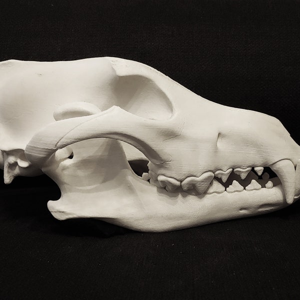 Realistic Gray Wolf skull 3D printed (cruelty free way of getting a realistic Wolf skull and mandible)