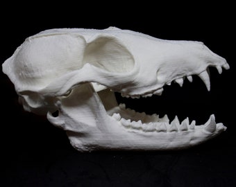 Realistic Fox skull 3D printed (cruelty free way of getting a realistic Fox skull and mandible)