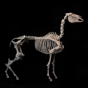 3D printed Horse skeleton, Available in Multiple sizes, DIY-assembly kit - made of ABS plastic