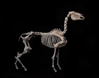 3D printed Horse skeleton, Available in Multiple sizes, DIY-assembly kit - made of ABS plastic