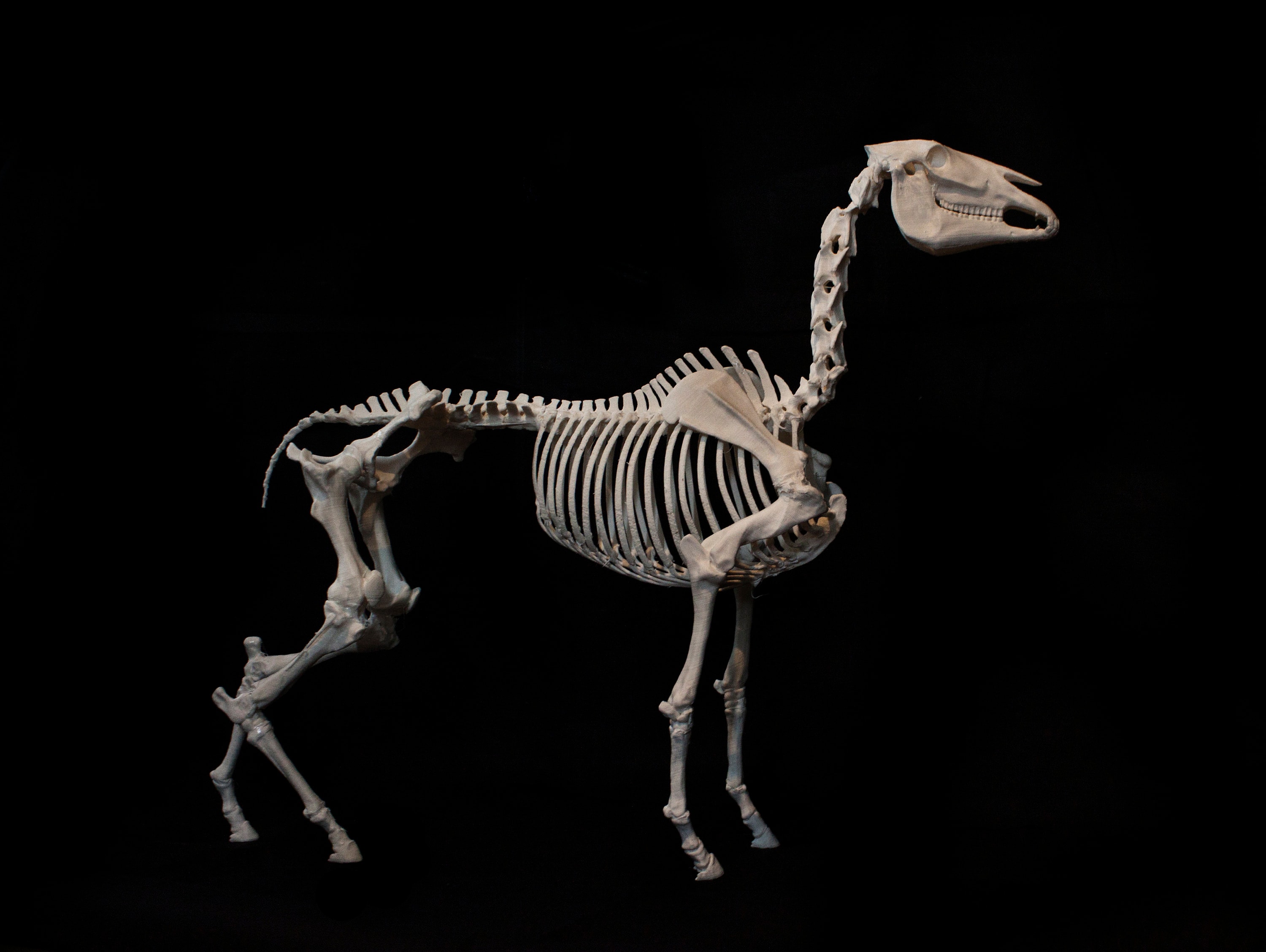 3D printed Horse skeleton, Available in Multiple sizes, DIY-assembly kit - made of ABS plastic
