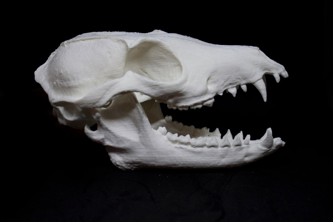 リアルなキツネの頭蓋骨を 3D プリント (リアルなキツネの頭蓋骨と下
